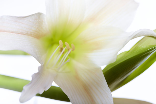 黄色和白色的孤挺花图片下载