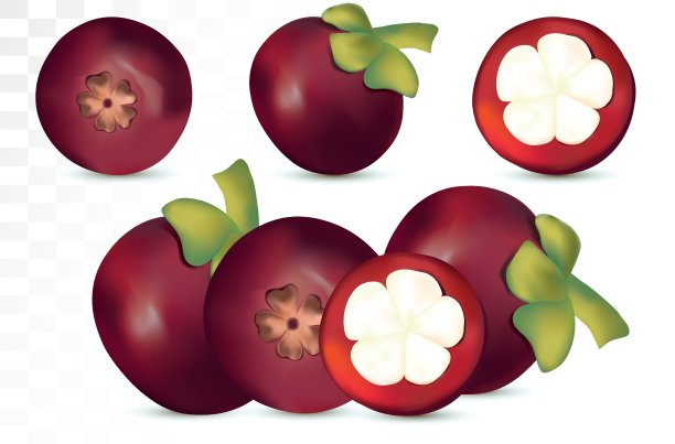 收集新鲜山竹透明背景。3D逼真的水果近距离。有机山竹果。矢量图图片下载