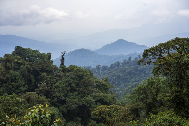 从安第斯山脉过渡到厄瓜多尔无限的亚马逊雨林图片下载