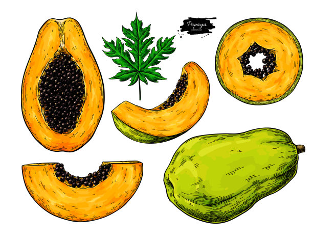 木瓜向量绘图集。手绘热带水果插图。图片下载