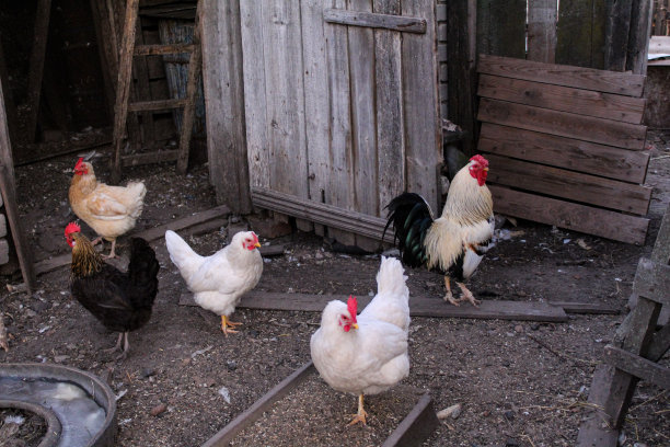夏天，公鸡和母鸡在一所乡村房子的院子里吃草图片下载