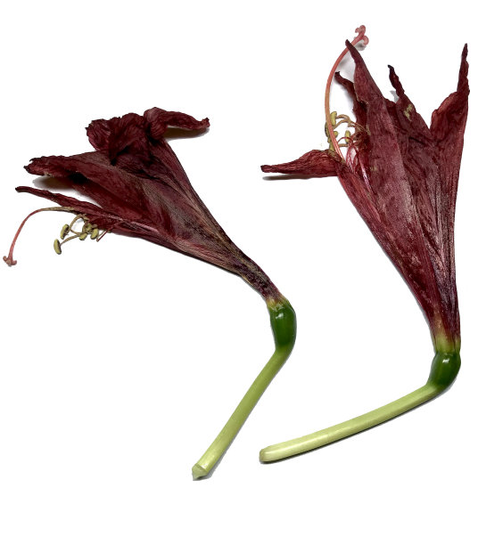 干枯的红色孤挺花(辛辣的)孤立在白色背景上。死花。图片下载
