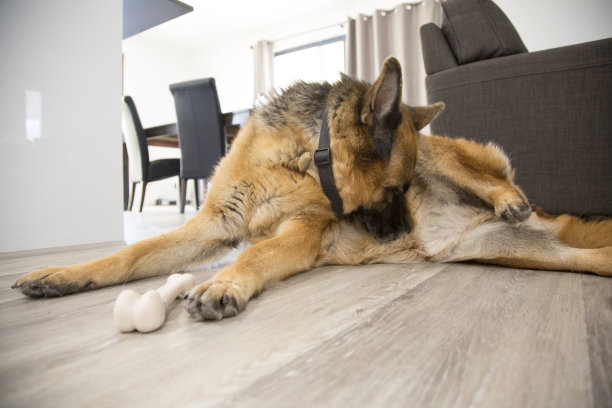 狗在休息图片下载