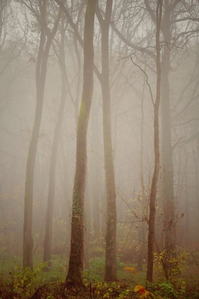 树木在雾蒙蒙的森林中映出轮廓图片下载