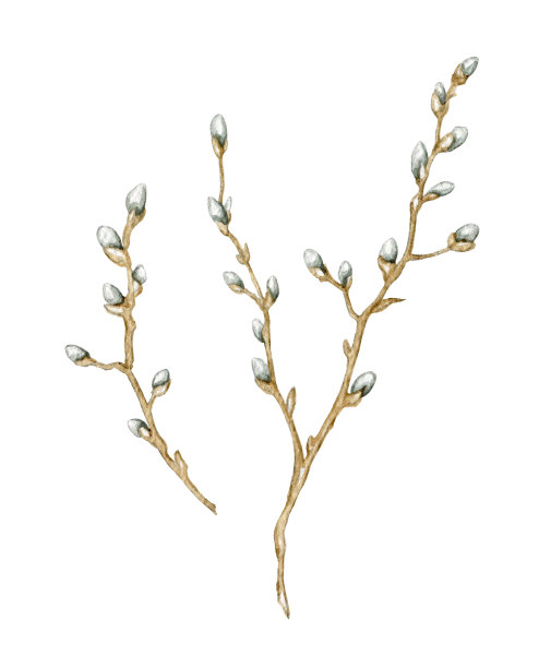 两根水彩画的嫩柳枝图片下载