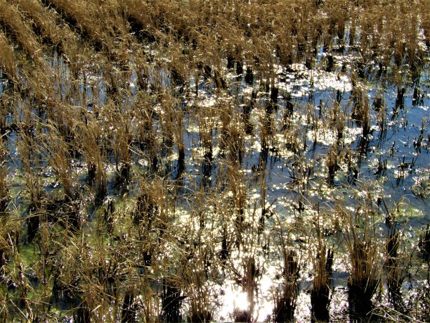 日本。一月里阳光明媚的稻田。图片下载