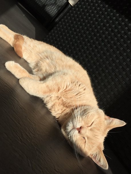 塞尔柯克·雷克斯-睡觉的猫图片下载