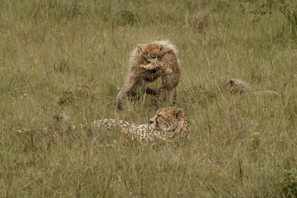 玩耍的小猎豹，马赛马拉国家公园，肯尼亚图片下载