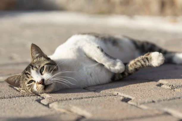 一只可爱的猫的肖像图片下载