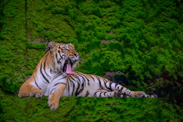 美丽的孟加拉虎绿虎在森林中展现大自然。图片下载