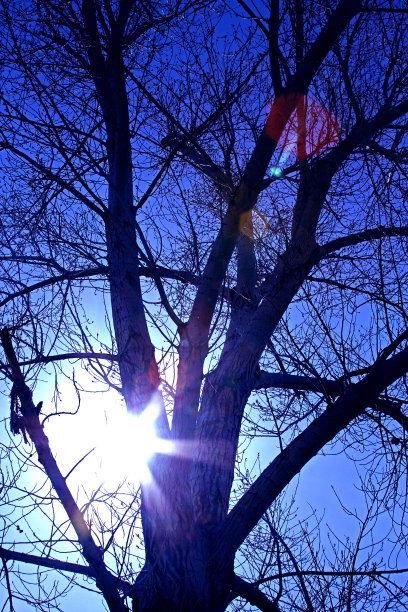 透过树的阳光图片下载