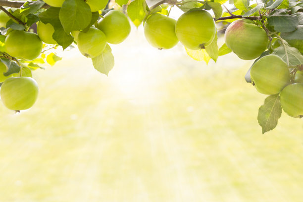 框架上的绿色苹果生长在有机光花园在早晨的阳光户外，特写，复制空间图片下载