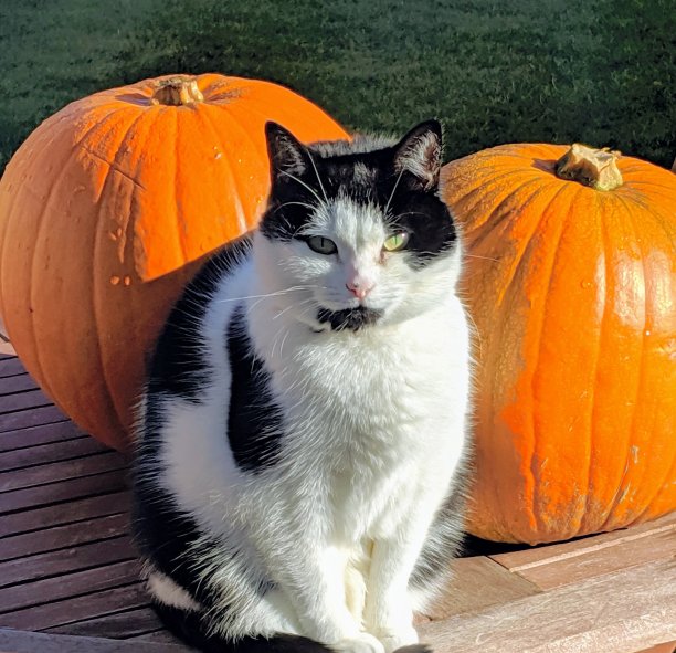 万圣节活动照片素材ID：350180106