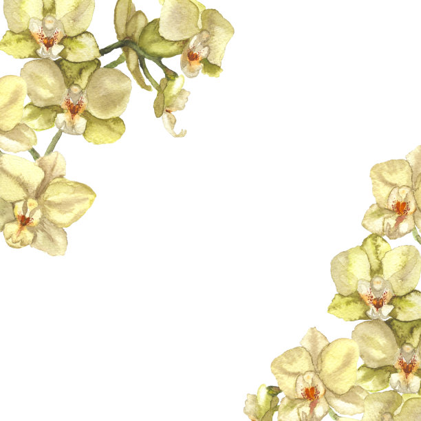 白兰花插图图片下载