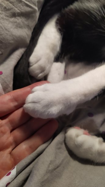 猫爪在人的手里图片下载
