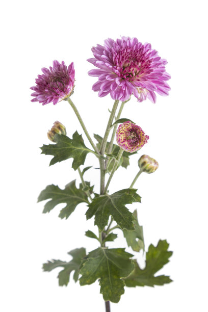 美丽的粉红色菊花孤立在白色图片下载