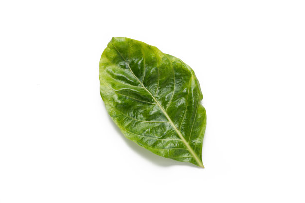 绿叶上孤立的白色背景图片下载