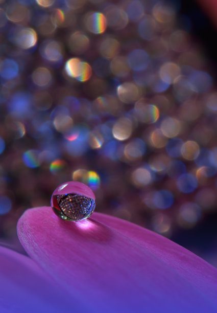 美丽的自然背景。神奇的春花微距照片。艺术设计。近距离摄影。概念抽象的形象。幻想的艺术。创意艺术墙纸。紫罗兰的颜色。非洲菊Daisy.Colorful、颜色、植物。水drop.Romantic,爱。图片下载