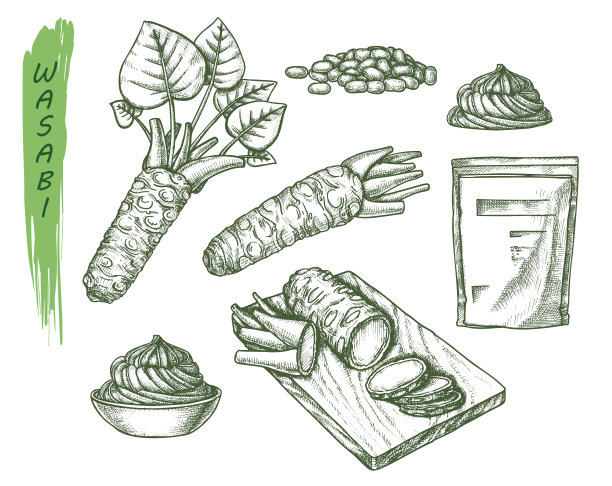 芥末或日本生鱼片的载体草图图片下载