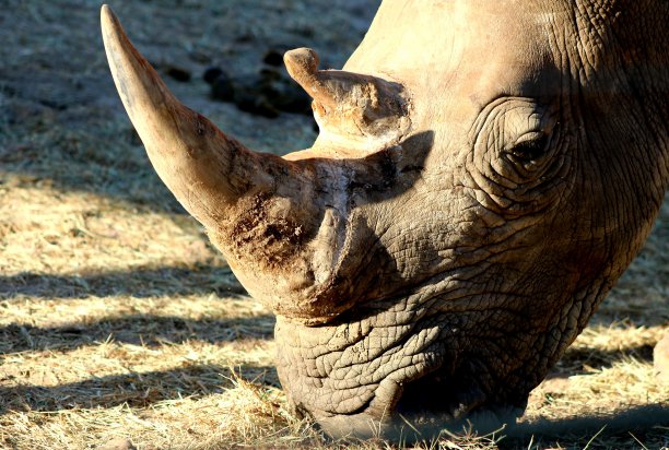 近距离观察白犀牛图片下载