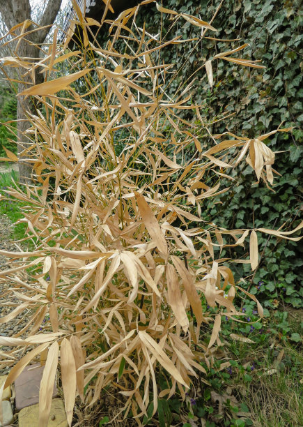 被冬季霜冻损坏的毛竹幼竹的干黄色叶子。图片下载