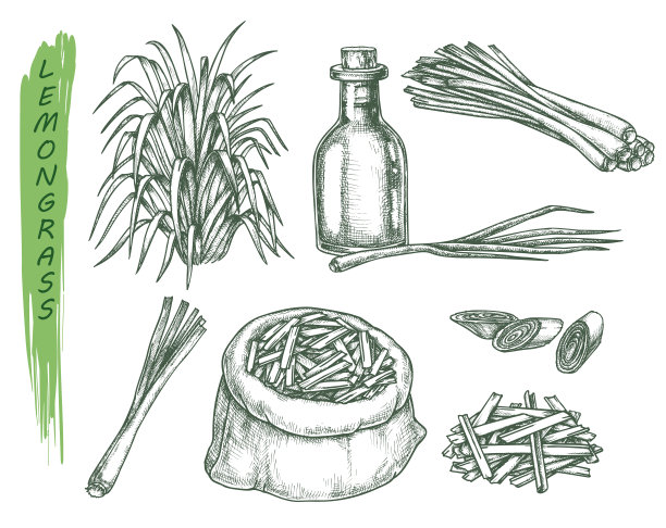 一套孤立的柠檬草植物素描图片下载