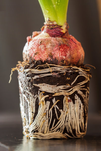 黑色背景上的春天风信子花根。家庭园艺概念图片下载