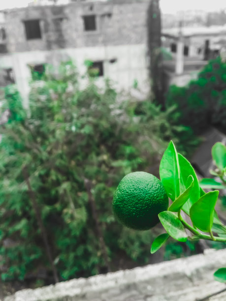 屋顶花园树上的橘子图片下载