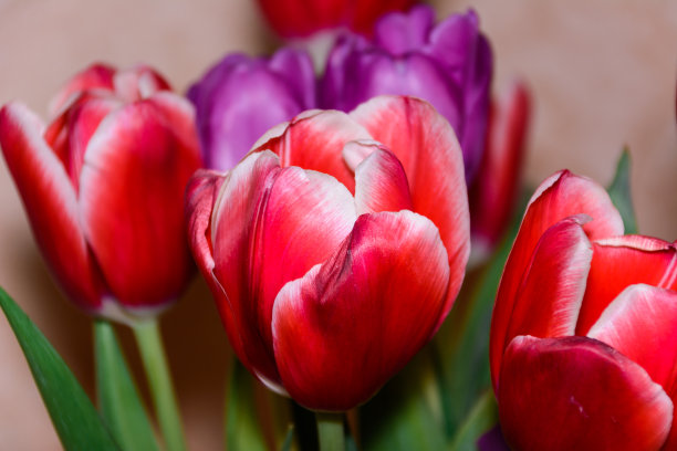 五颜六色的郁金香孤立的乌云。图片下载