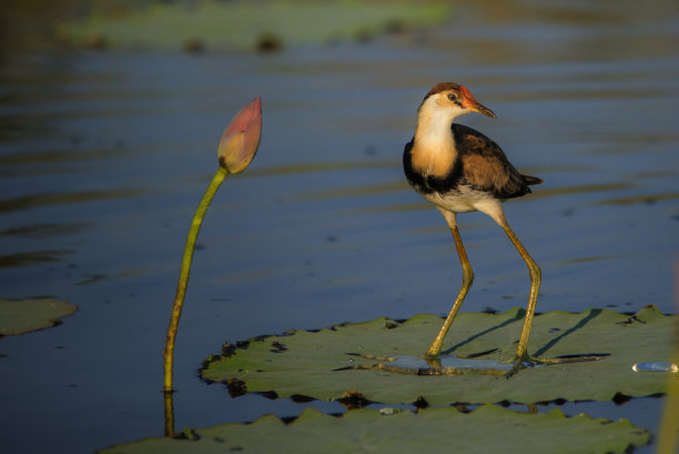 在午后的阳光下，杰克娜走在一片荷叶上。图片下载
