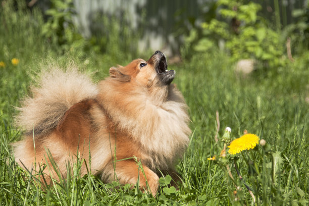 斯帕斯毛茸茸的小狗在长满蒲公英的夏日青草上又叫又闹图片下载