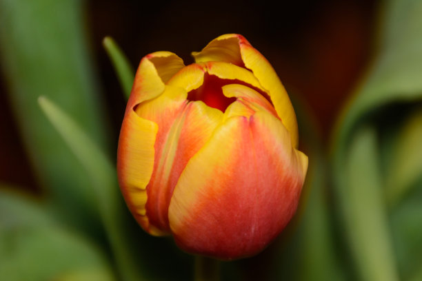 嫩芽的黄色红色郁金香特写在绿色的茎。大自然。图片下载