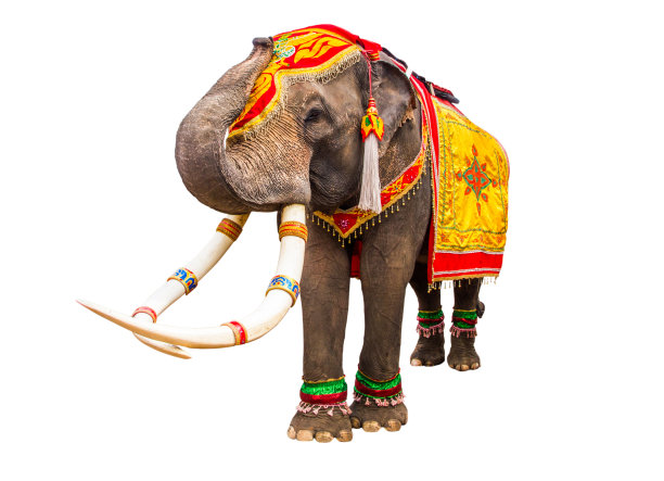大象养鼻子，大象有美丽的大孤立在白色的背景。彩绘象头，装饰泰国大象。图片下载