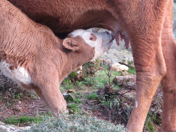 小牛犊喝妈妈的奶特写照片图片下载