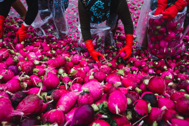 红色的萝卜洗图片下载