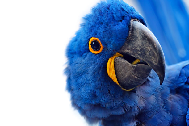 紫蓝色金刚鹦鹉图片下载