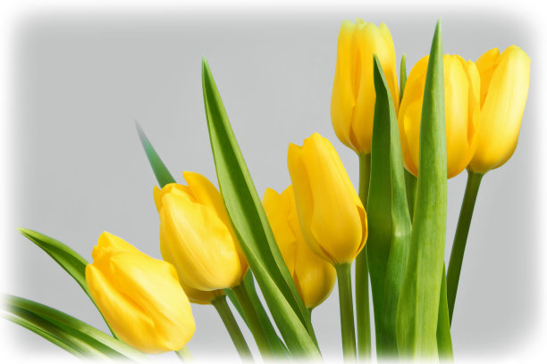 灰色背景上的郁金香图片下载