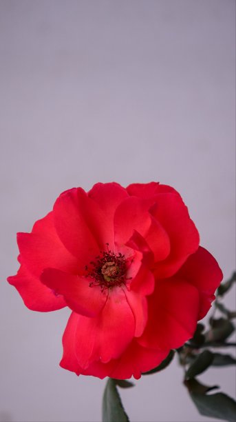 红玫瑰有美丽的花瓣和红色的柱头图片下载