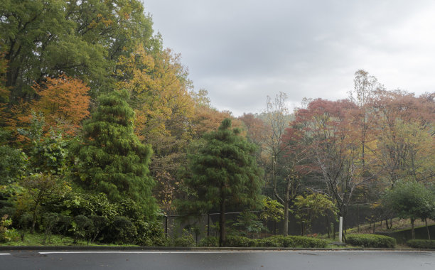 日本自然景观的森林图片下载