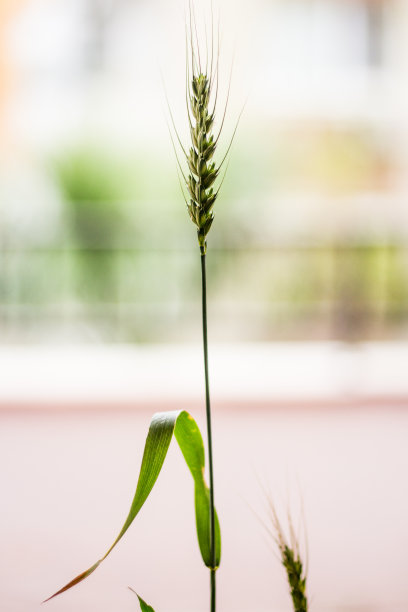 一种小麦图片下载