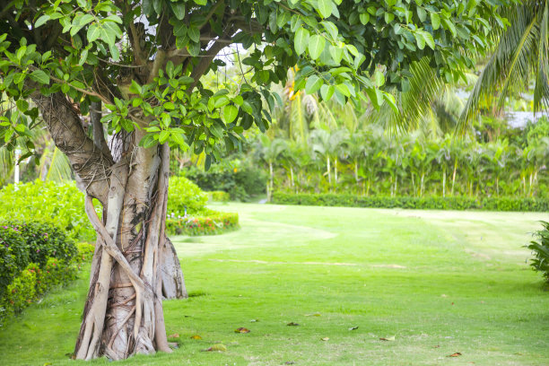 阳光公园:树和草地图片下载