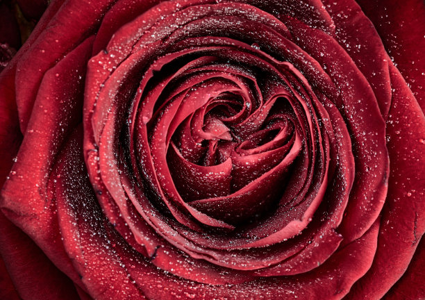 一个美丽的红色玫瑰与水滴在它的花瓣上的特写俯视图图片下载
