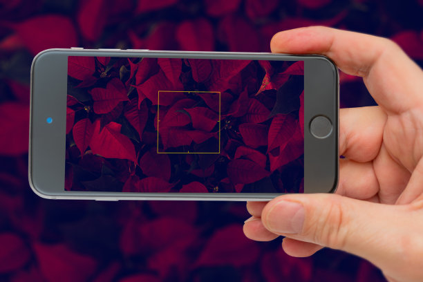 屏幕上的红叶。图片下载