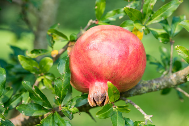 石榴美味近看图片下载