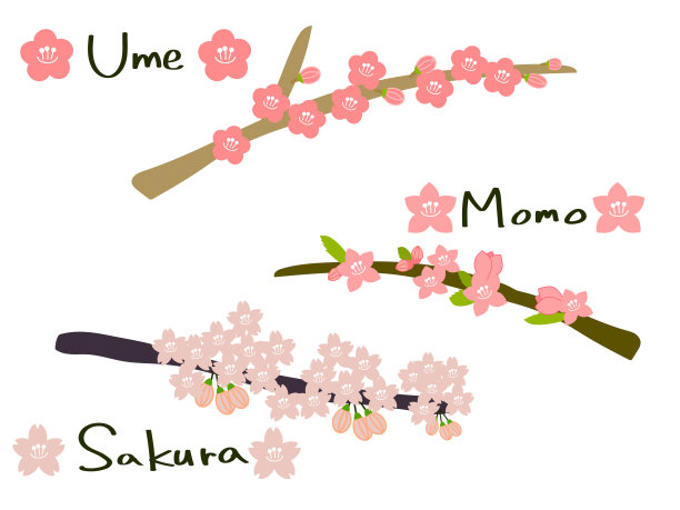 李子、桃子、樱花图片下载