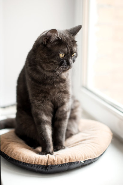 条纹猫坐在窗台上的枕头上图片下载