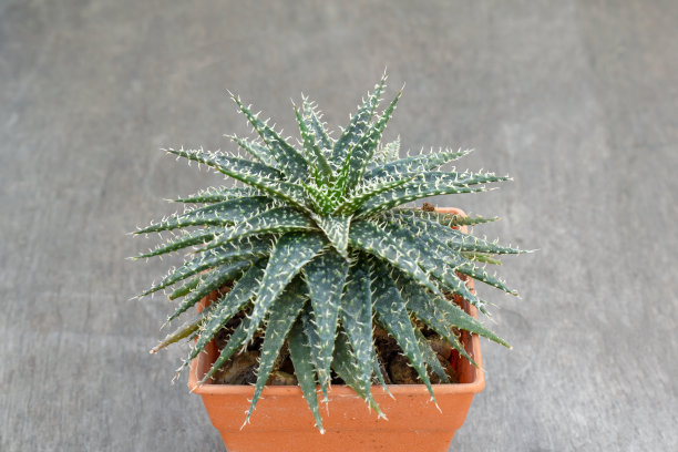 盆栽仙人掌库存照片从前面的自然轻木材图片下载