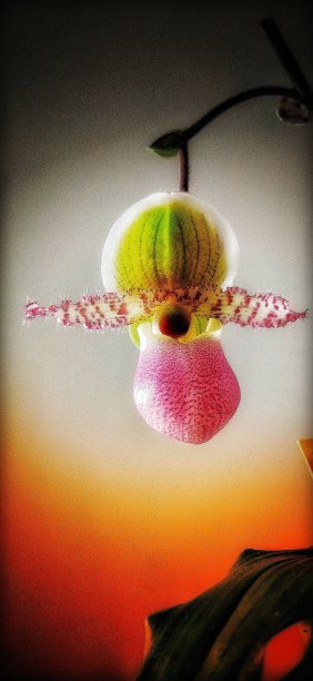 匹诺曹orchid.Paphiopedilum.Macro。橙色背景上的乌云。图片下载