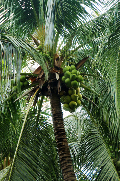 棕榈树上挂着椰子图片下载
