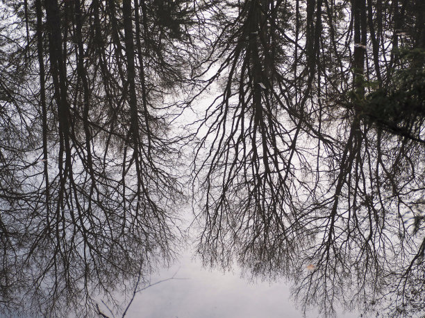 水中树木的倒影图片下载